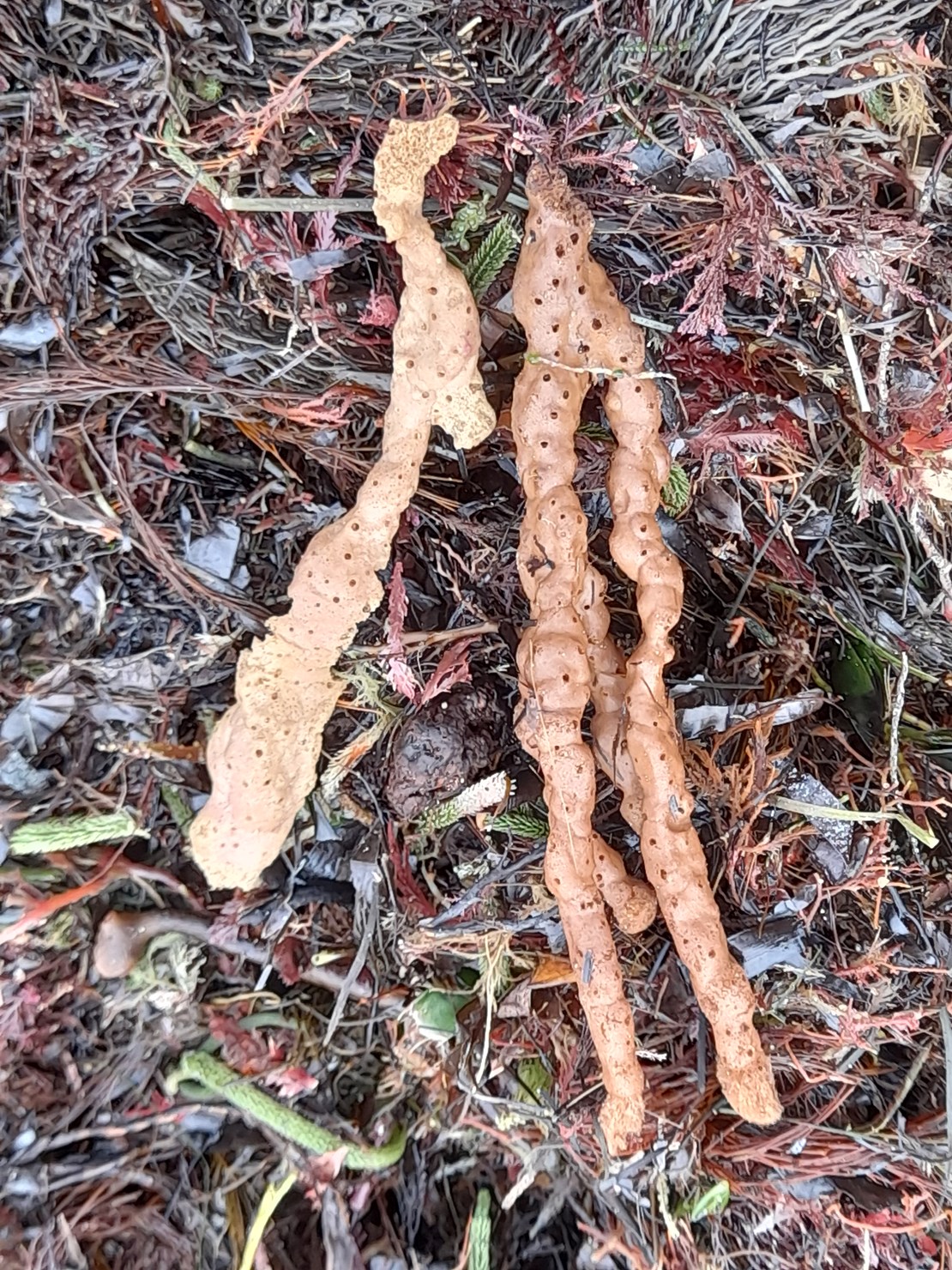 Dead Man's Fingers sponge